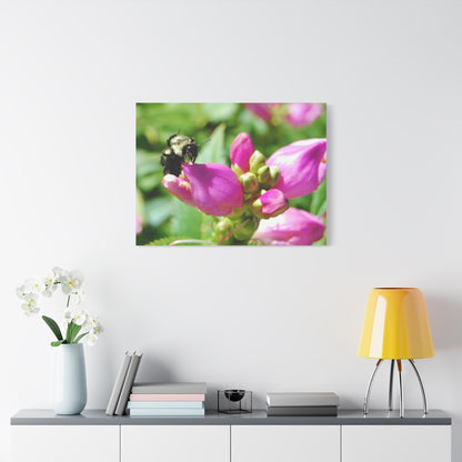 'Fresh Nectar' In a backyard near you - Stretched Canvas