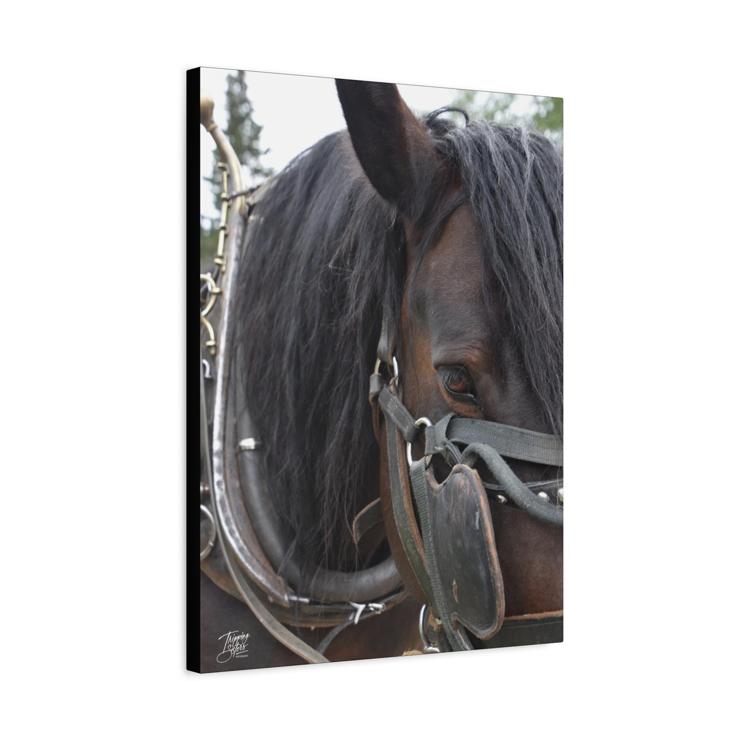 'Showman' British Columbia, Canada - Stretched Canvas