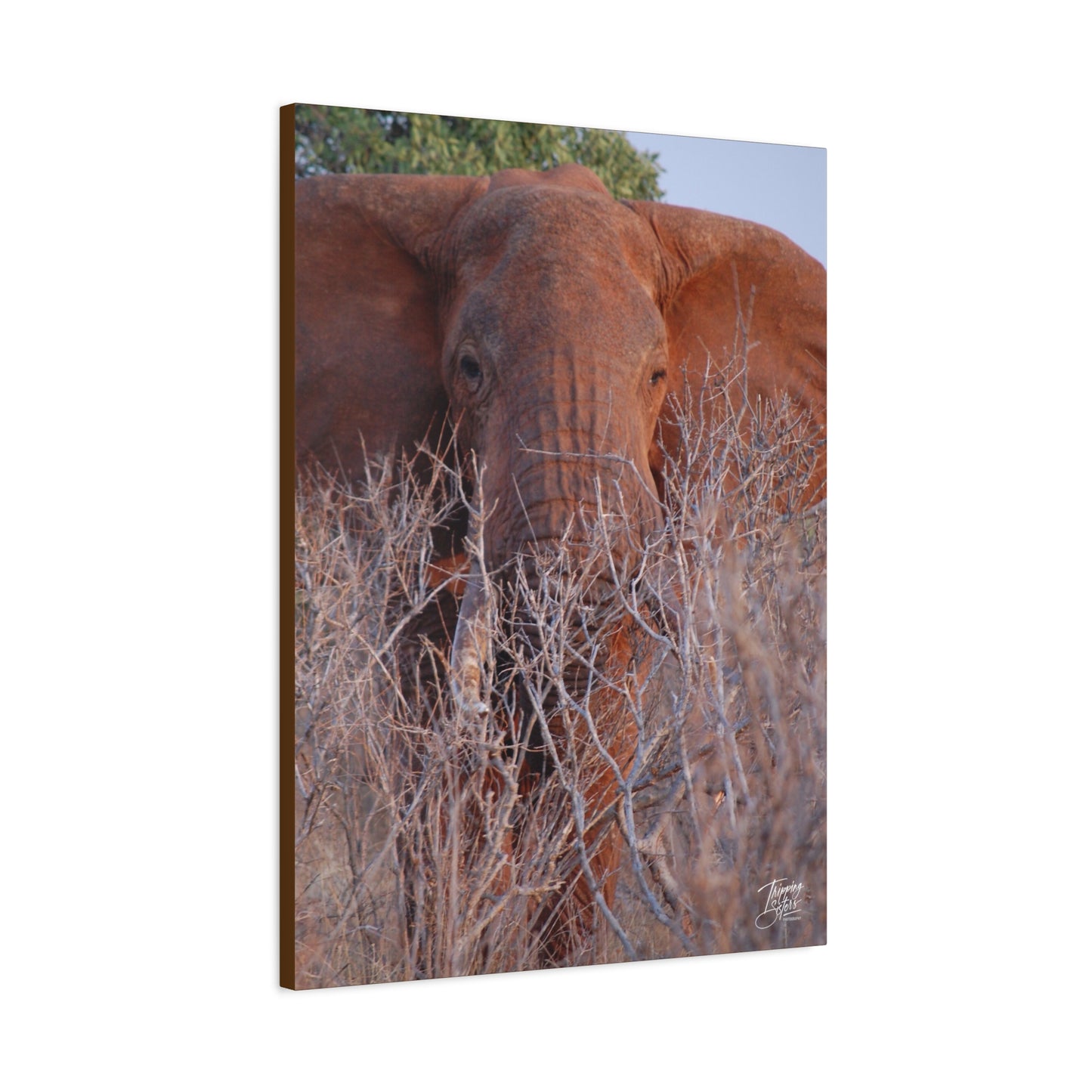 'Tusks' Tsavo, Kenya - Stretched Canvas