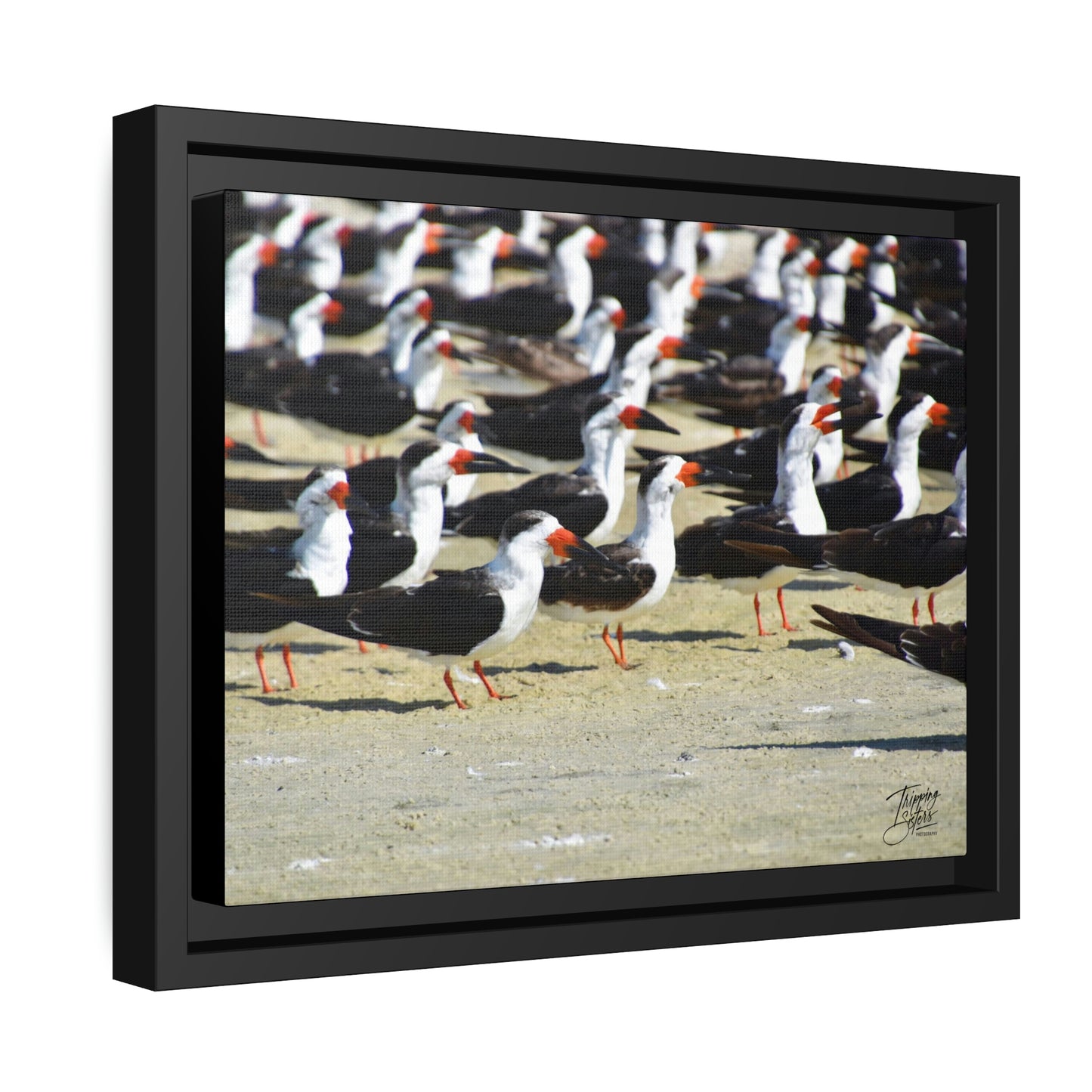 'Skimming West' Port Richey, Florida - Gallery Framed Canvas Wrap