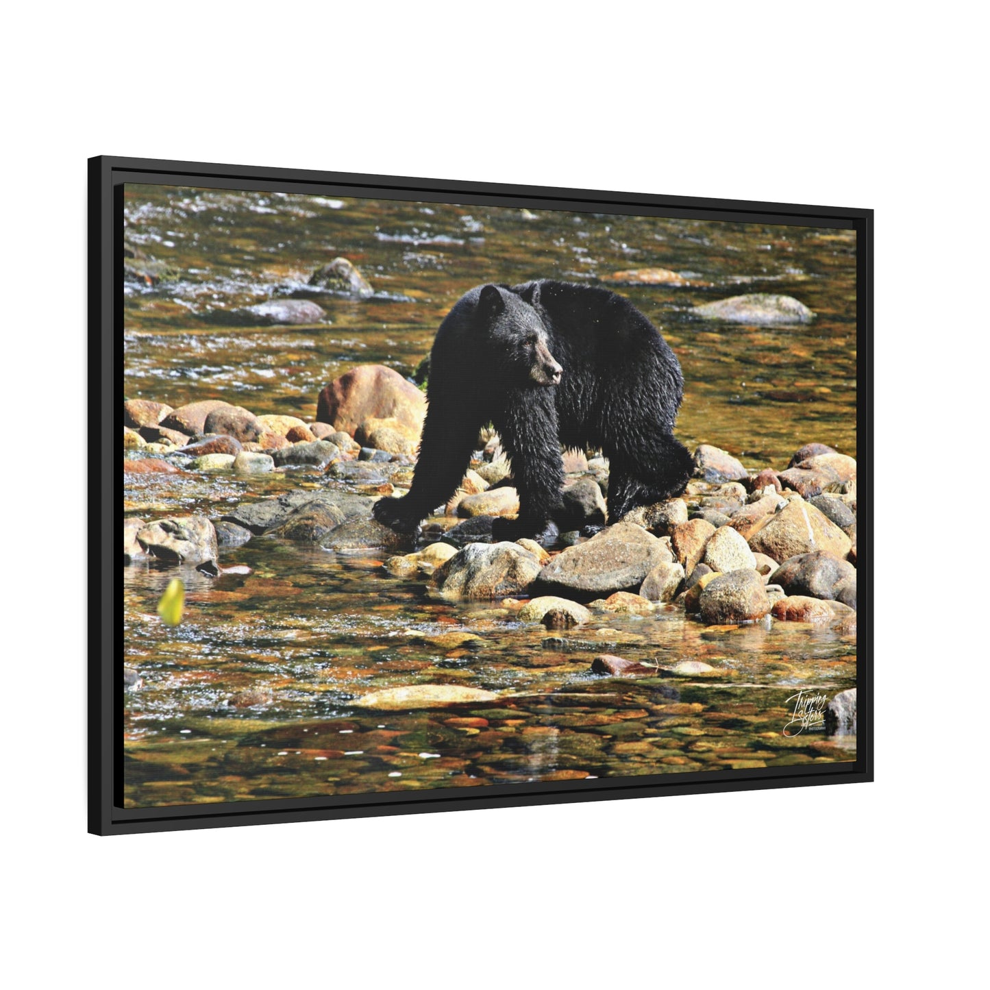'I See You' Bella Bella, BC  - Gallery Framed Canvas Wrap