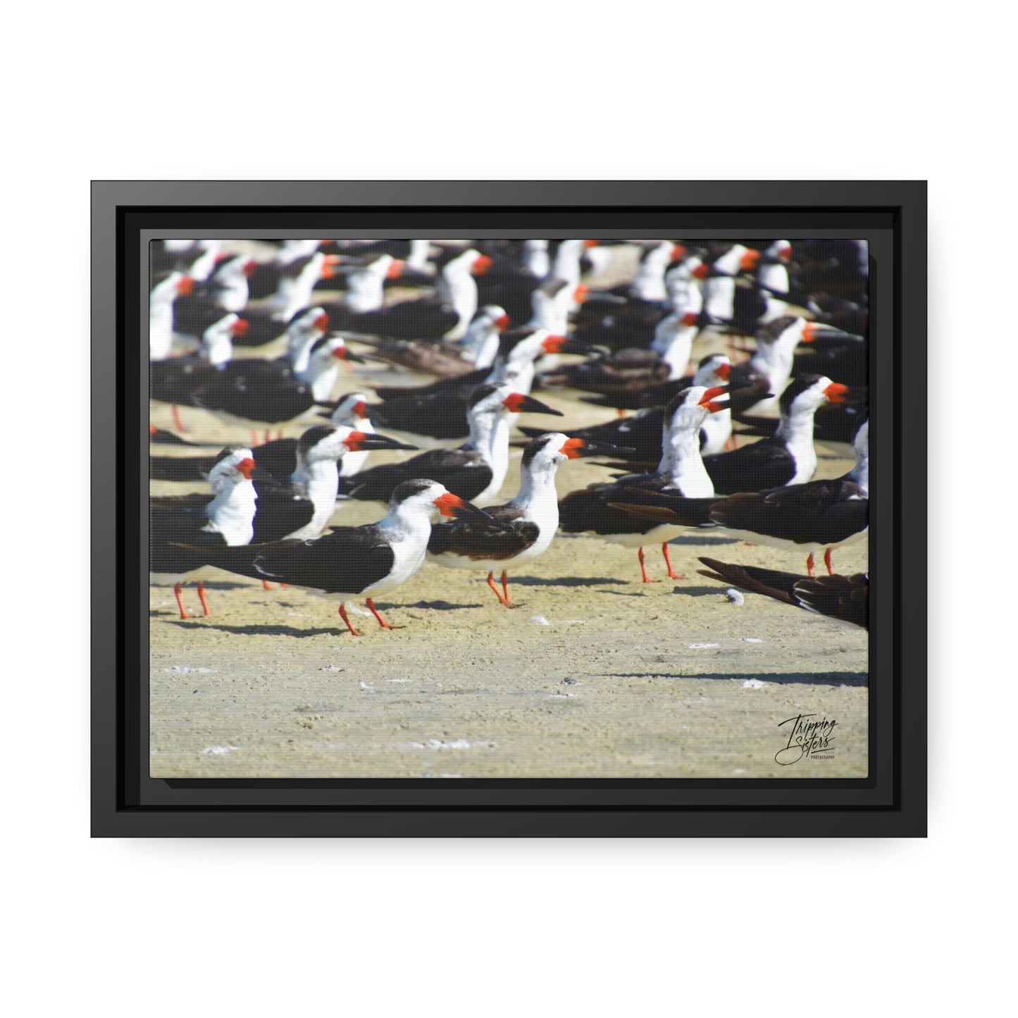 'Skimming West' Port Richey, Florida - Gallery Framed Canvas Wrap