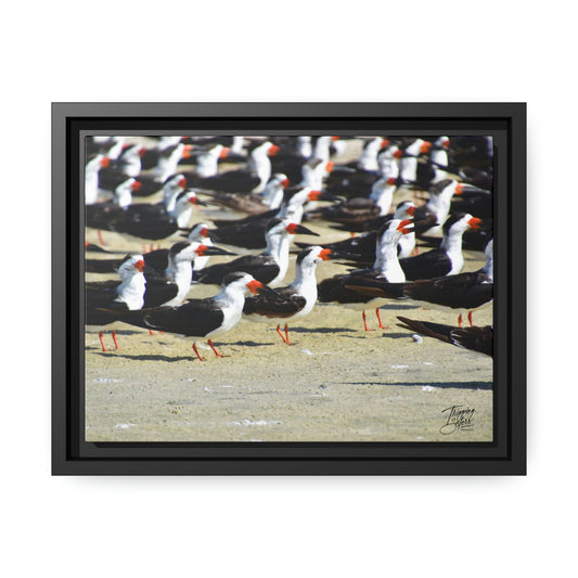 'Skimming West' Port Richey, Florida - Gallery Framed Canvas Wrap