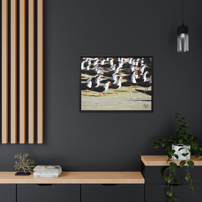 'Skimming West' Port Richey, Florida - Gallery Framed Canvas Wrap