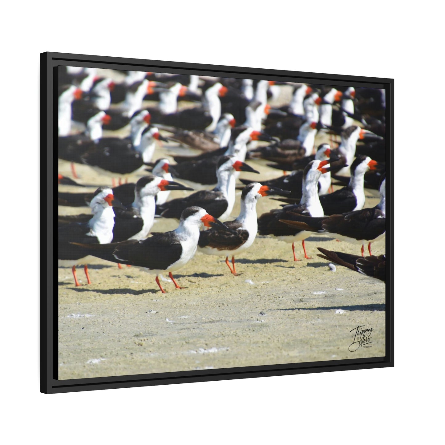 'Skimming West' Port Richey, Florida - Gallery Framed Canvas Wrap